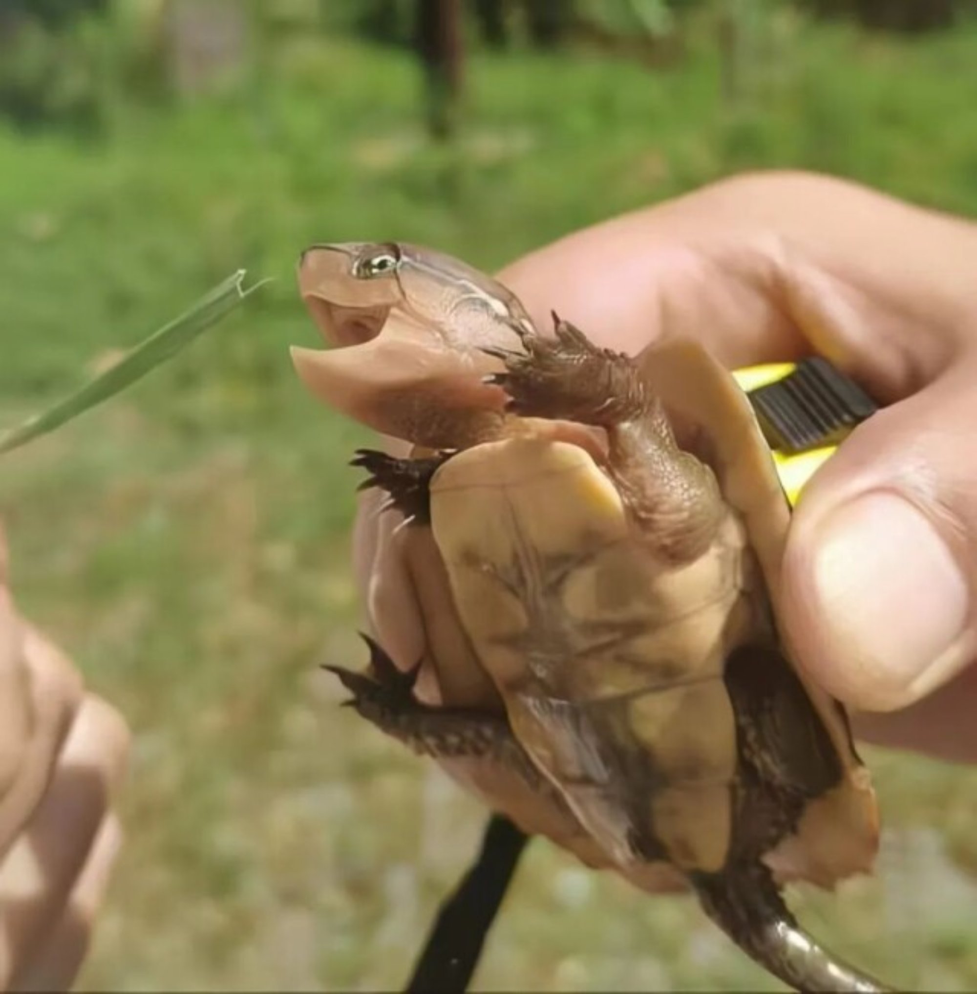 免费A片